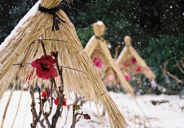 新春の出雲路ぐるり周遊2日間【大和八木・橿原神宮・五位堂発】2